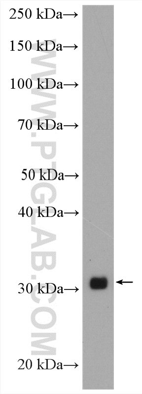 Western Blot (WB) analysis of mouse small intestine tissue using HSD17B8 Polyclonal antibody (16752-1-AP)