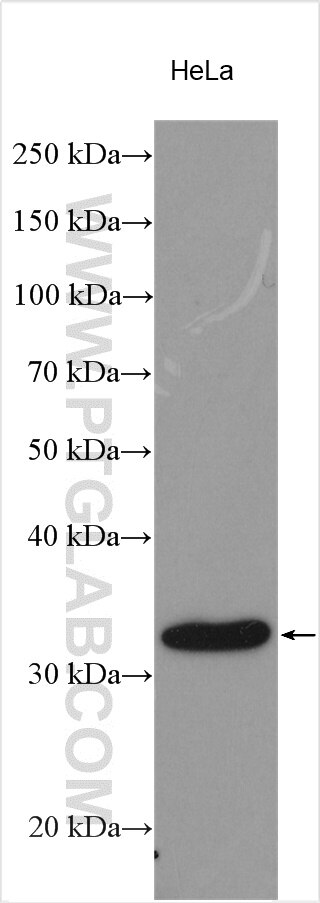 Western Blot (WB) analysis of various lysates using HSD17B8 Polyclonal antibody (16752-1-AP)