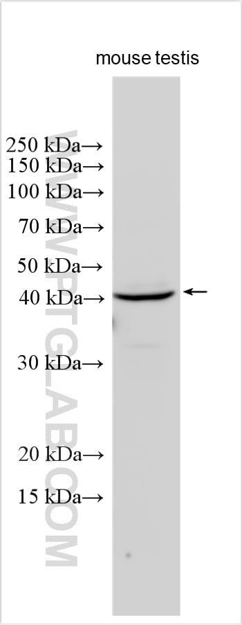 Western Blot (WB) analysis of mouse testis tissue using HSD3B2 Polyclonal antibody (15516-1-AP)