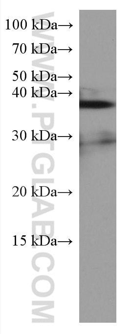 Western Blot (WB) analysis of pig adrenal gland tissue using HSD3B2 Monoclonal antibody (67572-1-Ig)