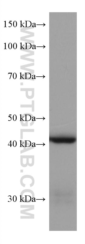 Western Blot (WB) analysis of human placenta tissue using HSD3B2 Monoclonal antibody (67572-1-Ig)