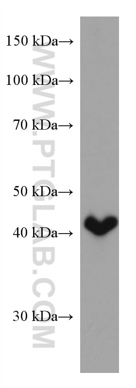 Western Blot (WB) analysis of human adrenal gland tissue using HSD3B2 Monoclonal antibody (67572-1-Ig)