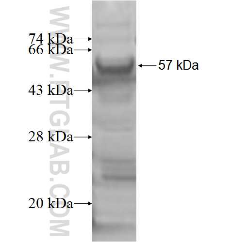 HSD3B2 fusion protein Ag7782 SDS-PAGE