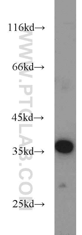 Western Blot (WB) analysis of mouse liver tissue using HSD3B7 Polyclonal antibody (10488-1-AP)