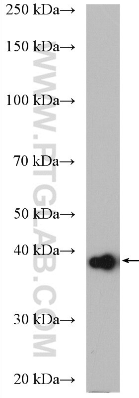 Western Blot (WB) analysis of HEK-293 cells using HSDL1 Polyclonal antibody (16988-1-AP)