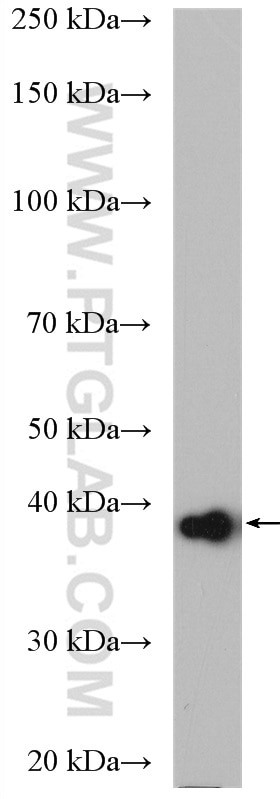 WB analysis of HEK-293 using 16988-1-AP