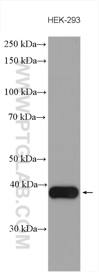 Western Blot (WB) analysis of various lysates using HSDL1 Polyclonal antibody (16988-1-AP)
