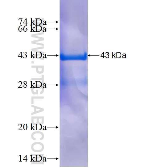 HSDL1 fusion protein Ag11007 SDS-PAGE