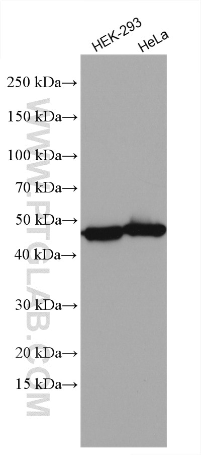 Western Blot (WB) analysis of various lysates using HSDL2 Polyclonal antibody (15631-1-AP)