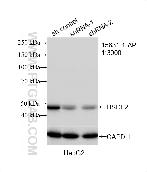 WB analysis of HepG2 using 15631-1-AP Western Blot (WB) analysis of HepG2 cells using HSDL2 Polyclonal antibody (15631-1-AP)