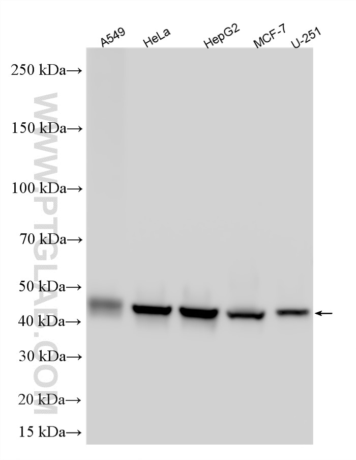 Western Blot (WB) analysis of various lysates using HSDL2 Polyclonal antibody (15631-1-AP)