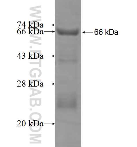 HSDL2 fusion protein Ag7987 SDS-PAGE