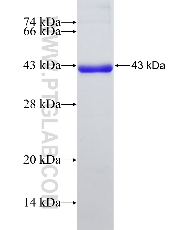 HSDL2 fusion protein Ag8314 SDS-PAGE