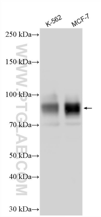 Western Blot (WB) analysis of various lysates using HSF1 Polyclonal antibody (16107-1-AP)