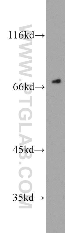 Western Blot (WB) analysis of K-562 cells using HSF1 Polyclonal antibody (16107-1-AP)