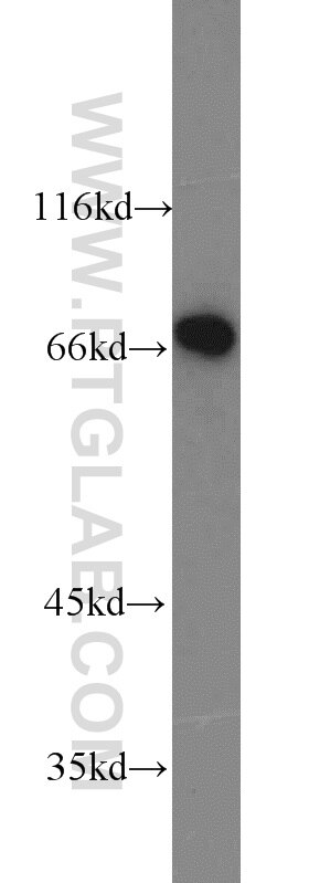 Western Blot (WB) analysis of mouse spleen tissue using HSF1 Polyclonal antibody (16107-1-AP)