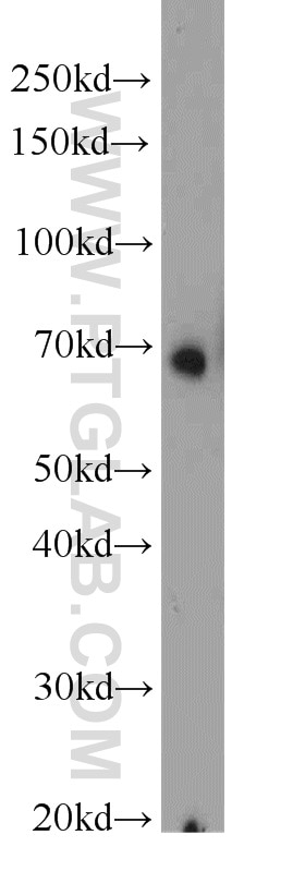 Western Blot (WB) analysis of HepG2 cells using HSF1 Polyclonal antibody (16107-1-AP)