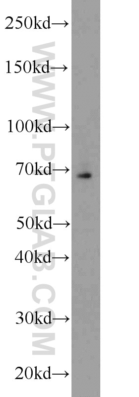 Western Blot (WB) analysis of MCF-7 cells using HSF1 Polyclonal antibody (16107-1-AP)