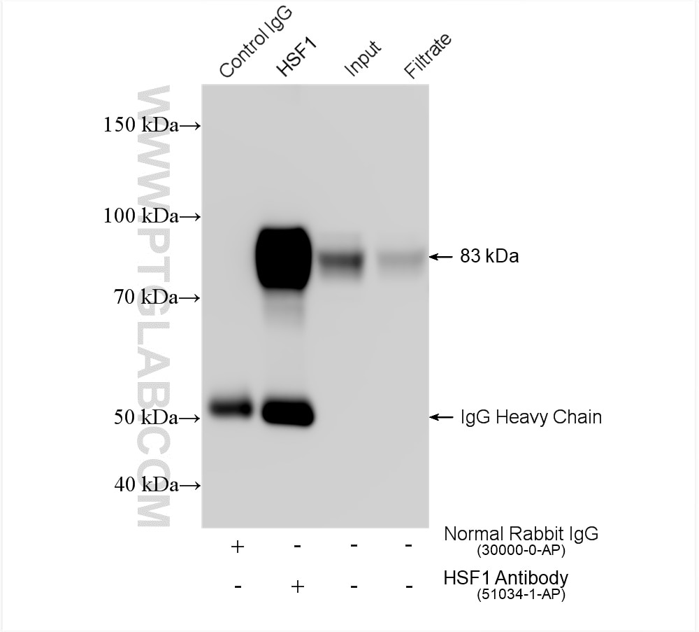 Immunoprecipitation (IP) experiment of Jurkat cells using HSF1 Polyclonal antibody (51034-1-AP)