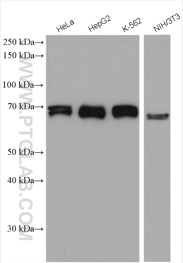 Western Blot (WB) analysis of various lysates using HSF1 Polyclonal antibody (51034-1-AP)