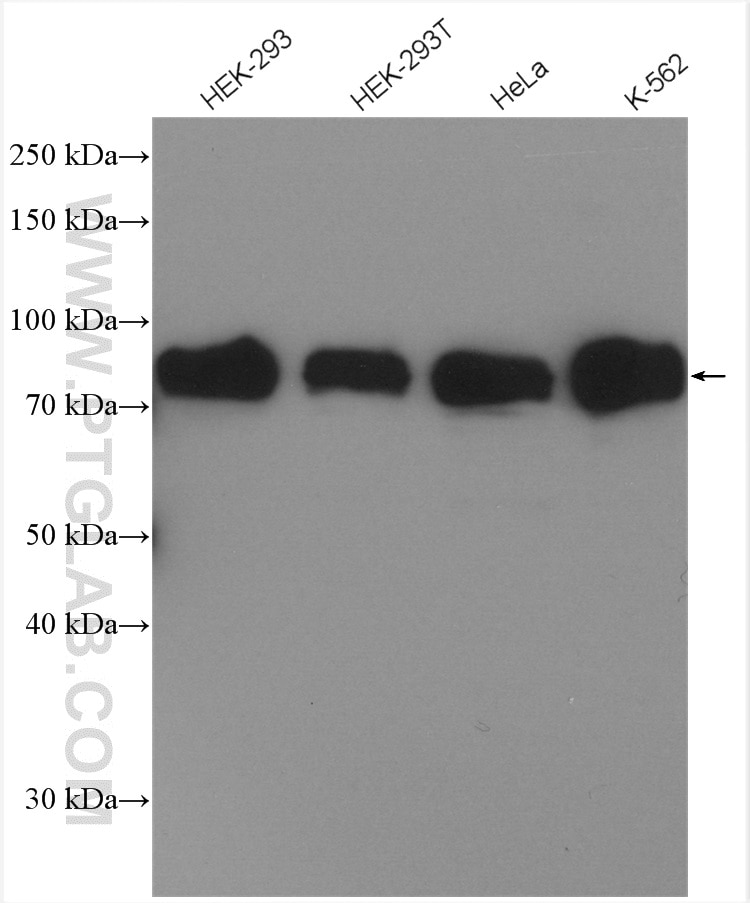 Western Blot (WB) analysis of various lysates using HSF1 Polyclonal antibody (51034-1-AP)