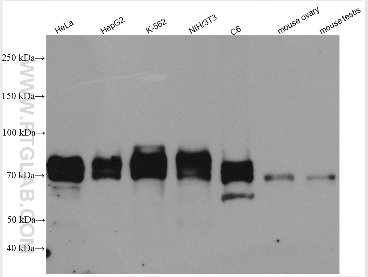 Western Blot (WB) analysis of various lysates using HSF1 Polyclonal antibody (51034-1-AP)