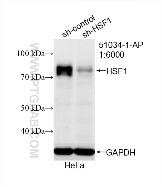 Western Blot (WB) analysis of HeLa cells using HSF1 Polyclonal antibody (51034-1-AP)