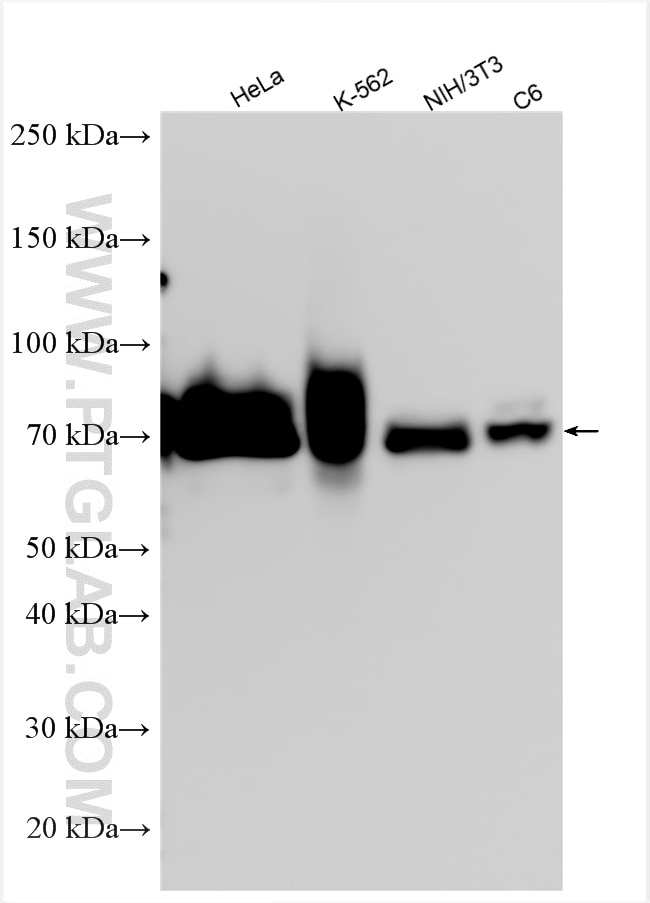 WB analysis using 51034-1-AP Western Blot (WB) analysis of various lysates using HSF1 Polyclonal antibody (51034-1-AP)