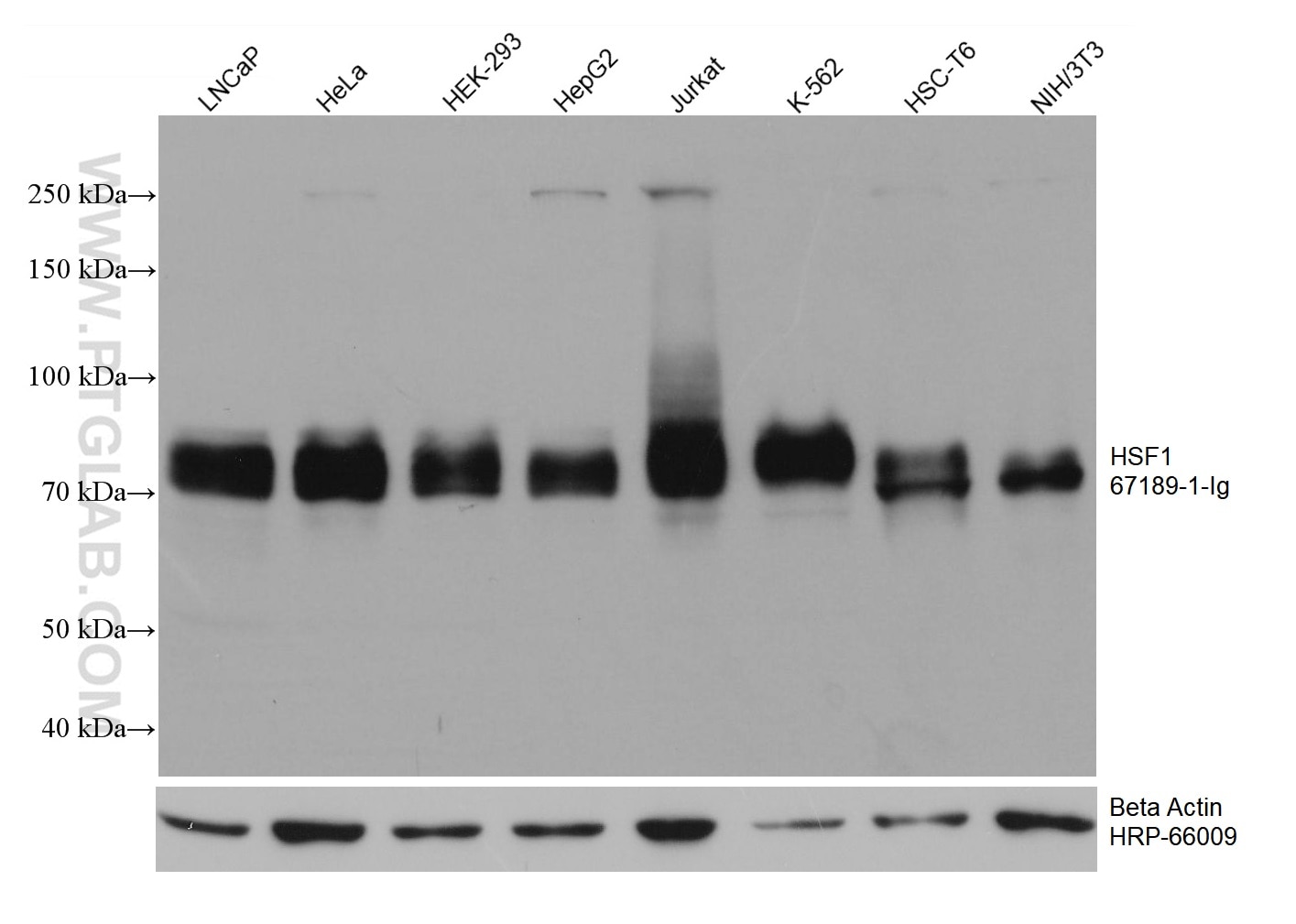 Western Blot (WB) analysis of various lysates using HSF1 Monoclonal antibody (67189-1-Ig)