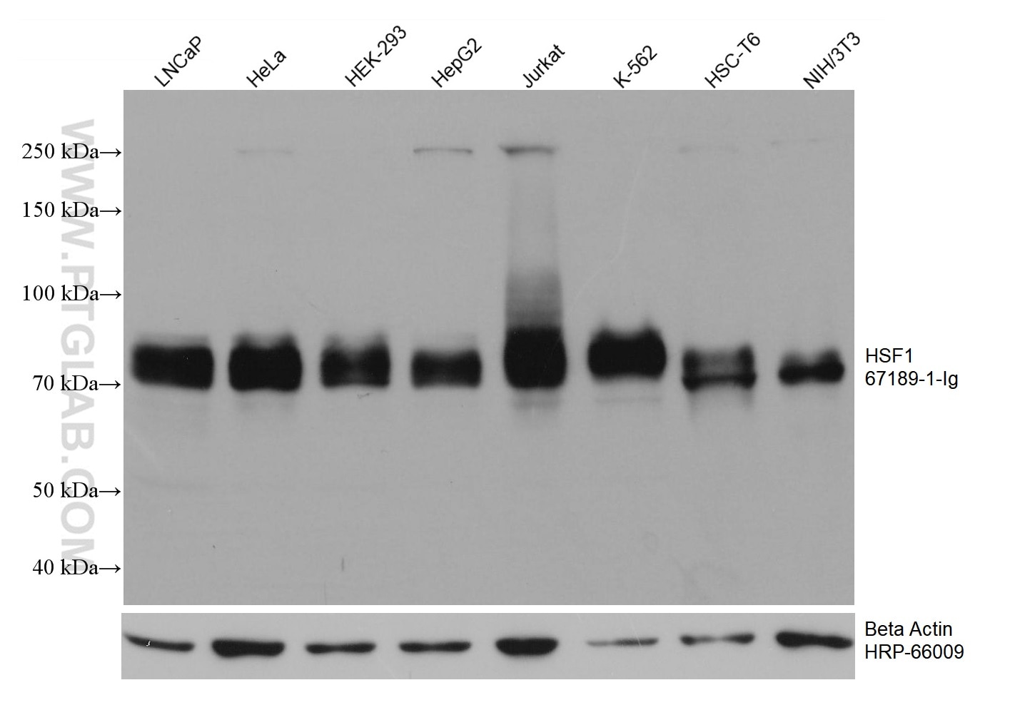 WB analysis using 67189-1-Ig