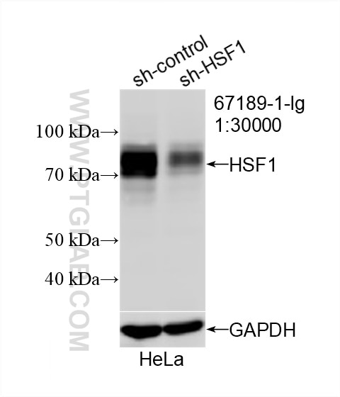 Western Blot (WB) analysis of HeLa cells using HSF1 Monoclonal antibody (67189-1-Ig)