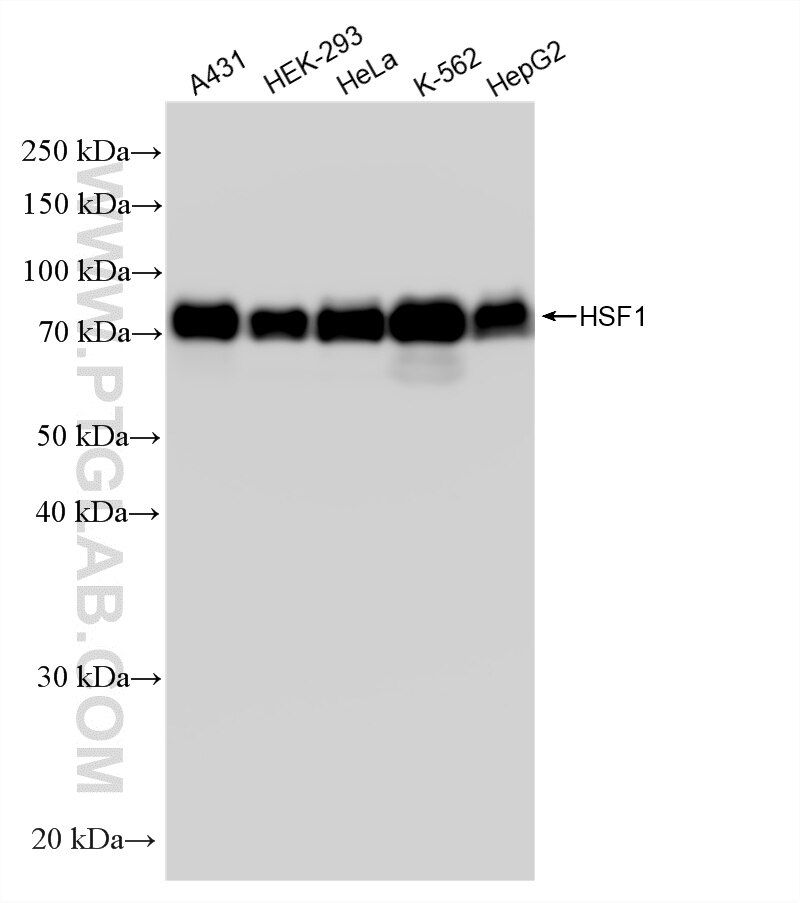 WB analysis using 88318-1-RR (same clone as 88318-1-PBS) Western Blot (WB) analysis of various lysates using HSF1 Recombinant monoclonal antibody (88318-1-RR)