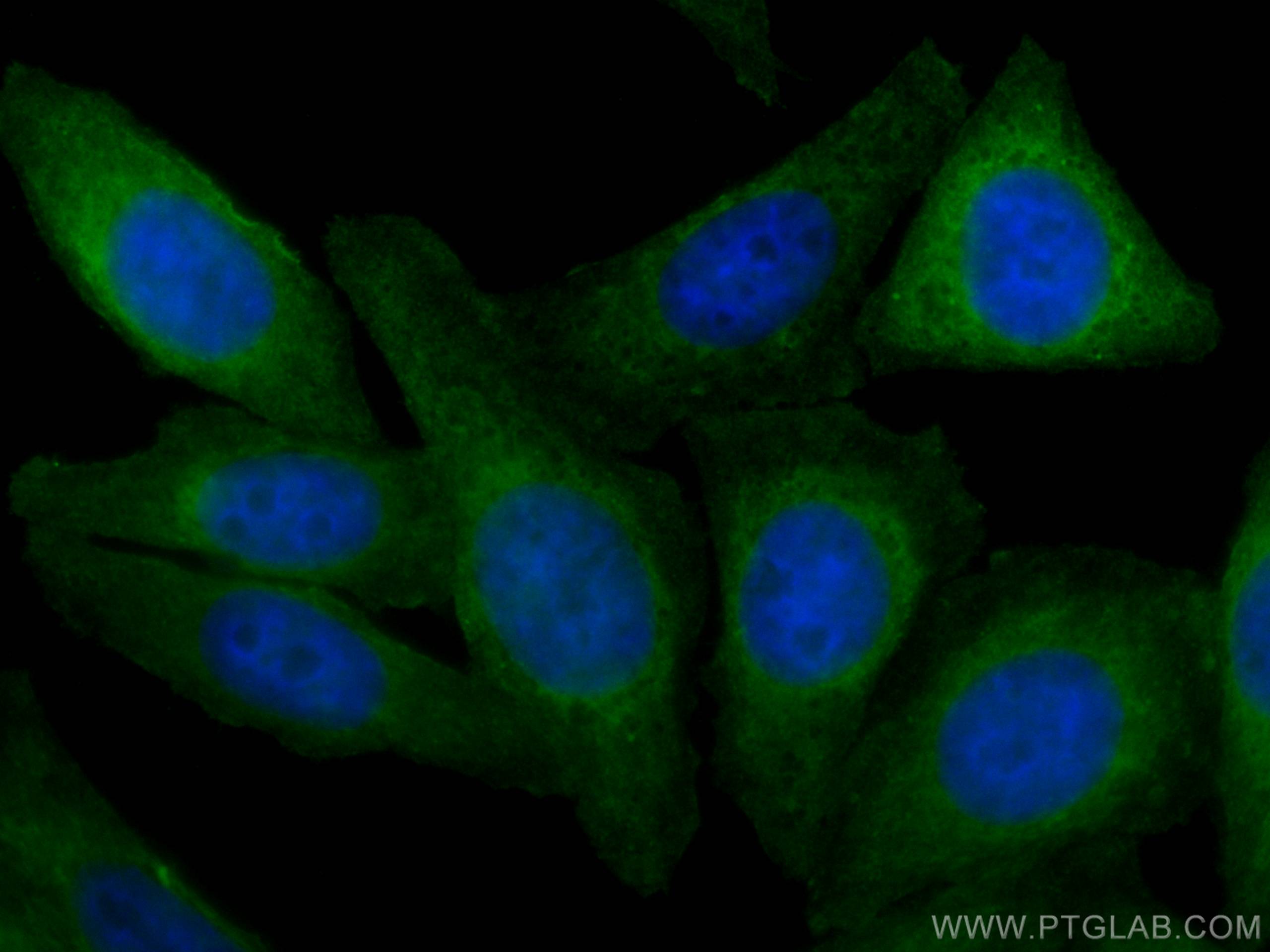 Immunofluorescence (IF) / fluorescent staining of HepG2 cells using CoraLite® Plus 488-conjugated HSF1 Monoclonal anti (CL488-67189)