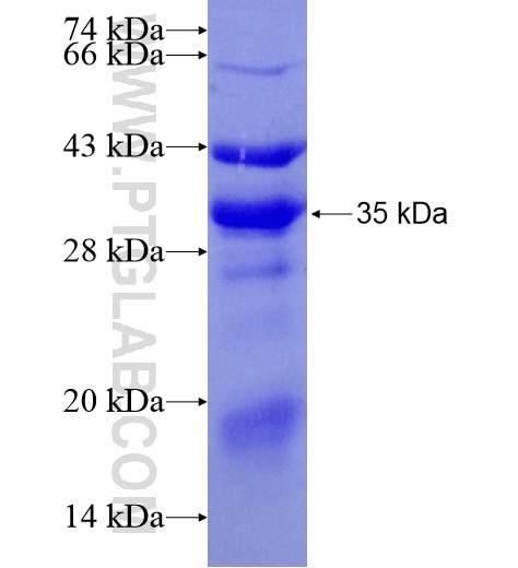 HSF1 fusion protein Ag29061 SDS-PAGE