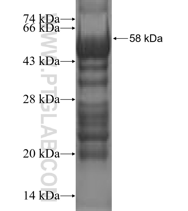 HSF1 fusion protein Ag0739 SDS-PAGE