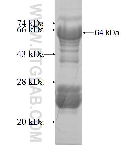 HSF1 fusion protein Ag9023 SDS-PAGE