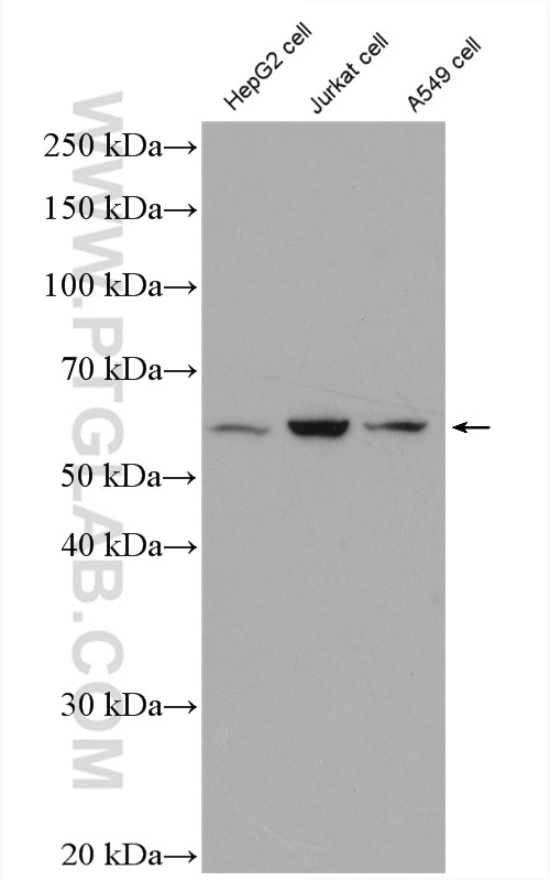 Western Blot (WB) analysis of various lysates using HSF2 Polyclonal antibody (10706-1-AP)