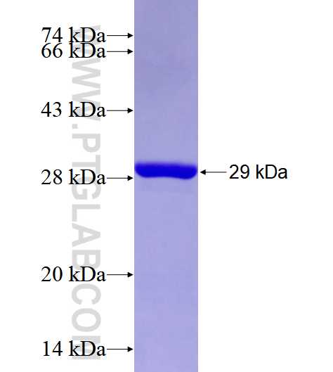 HSF2 fusion protein Ag28537 SDS-PAGE