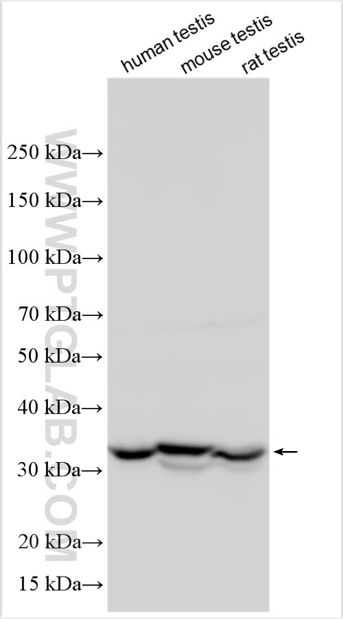 Western Blot (WB) analysis of various lysates using HSF2BP Polyclonal antibody (32594-1-AP)