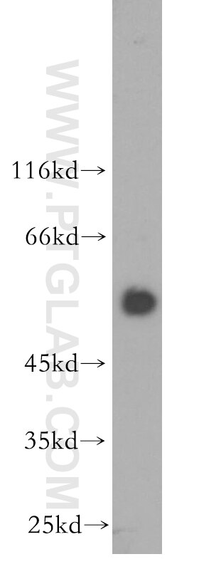 Western Blot (WB) analysis of human heart tissue using HSF4 Polyclonal antibody (18797-1-AP)