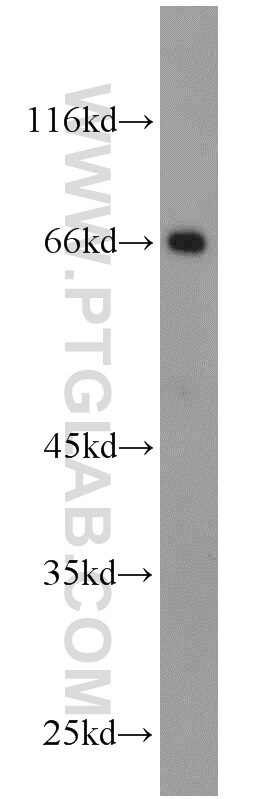 Western Blot (WB) analysis of mouse lung tissue using HSF4 Polyclonal antibody (22883-1-AP)