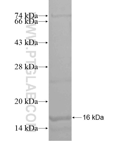 HSF4 fusion protein Ag19575 SDS-PAGE