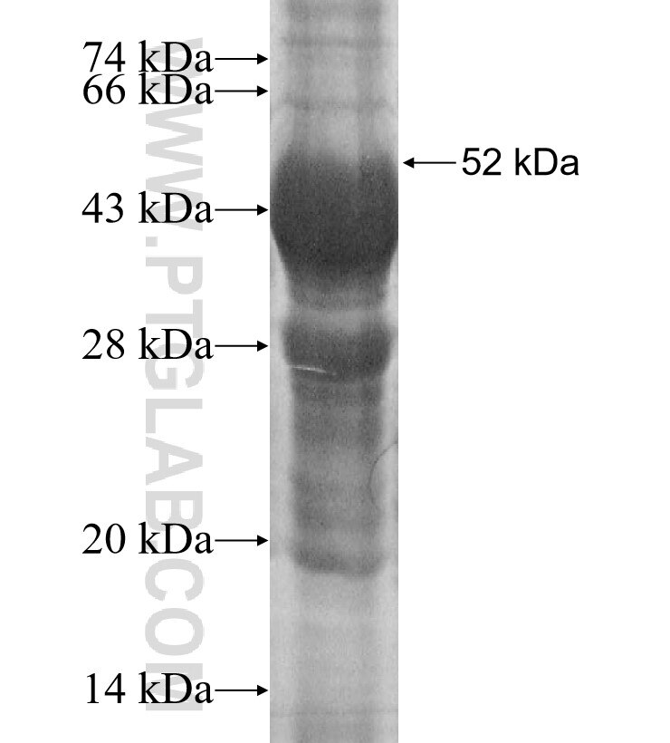 HSF5 fusion protein Ag12168 SDS-PAGE