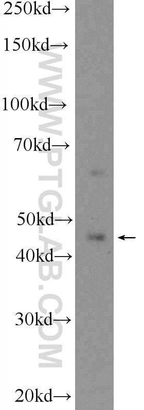 Western Blot (WB) analysis of human testis tissue using HSFY1 Polyclonal antibody (11970-1-AP)