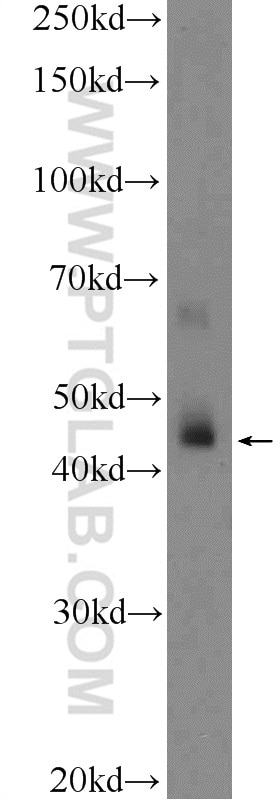 Western Blot (WB) analysis of human testis tissue using HSFY1 Polyclonal antibody (11970-1-AP)