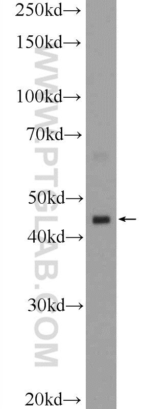 Western Blot (WB) analysis of human testis tissue using HSFY1 Polyclonal antibody (11970-1-AP)