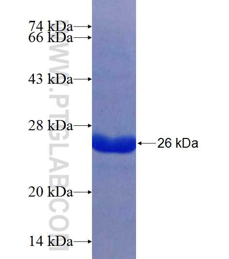 HSFY2 fusion protein Ag23844 SDS-PAGE
