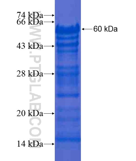 HSN2 fusion protein Ag21184 SDS-PAGE