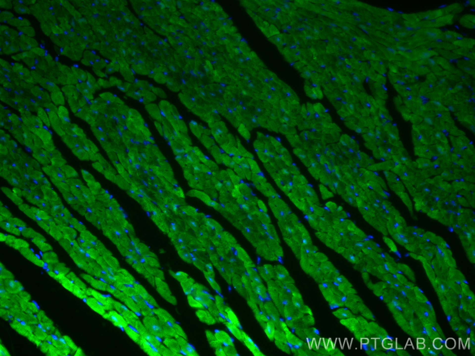 Immunofluorescence (IF) / fluorescent staining of mouse heart tissue using HSP20 Monoclonal antibody (67327-1-Ig)