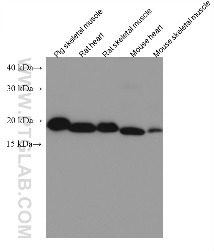 Western Blot (WB) analysis of various lysates using HSP20 Monoclonal antibody (67327-1-Ig)